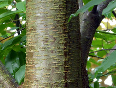 Simple, alternate, elliptic leaves with ruffled edges
Horizontally banded bark