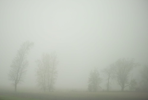 morning trees ohio mist nature fog mystery landscape dawn day mood random gray driveby interstate 80 donttrythisathome 80mph theworldwentaway