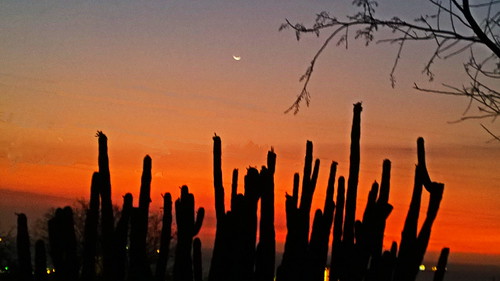 sunset cactus moon atardecer colombia luna caribbean magdalena caribe